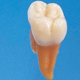 Anatomisches Modell / Zahn - B2-TA.2 - Nissin Dental Products Inc.   - Ausbildung