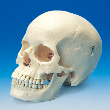 Anatomisches Schädelmodell - ANA1003-T - Nissin Dental Products Inc.   - Dental / Ausbildung