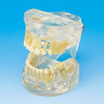 Anatomisches Modell / Gebiss - PE-PDI001 - Nissin Dental Products Inc.   - für die Ausbildung / Kinder / transparent