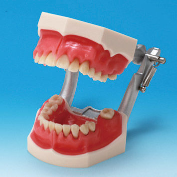 Anatomisches Modell / Knochen - PE-PER003 - Nissin Dental Products Inc.   - Gebiss / Zahnfleisch / für Parodontitis