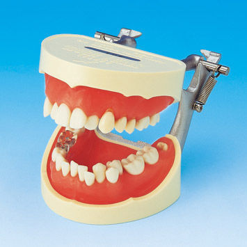 Anatomisches Modell / Gebiss - PE-STP001 - Nissin Dental Products Inc.   - für die Zahnhygiene / Ausbildung / mit Gelenk