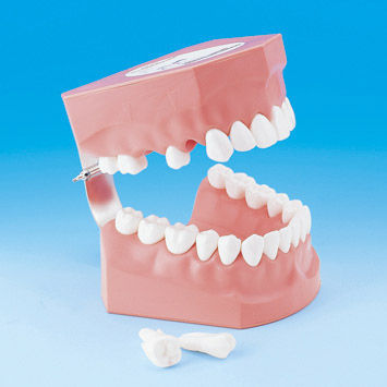 Anatomisches Modell / Gebiss - PE-STP002 - Nissin Dental Products Inc.   - für die Zahnhygiene / für die Ausbildung / Erwachsene
