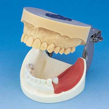Anatomisches Modell / Gebiss - IMP1001-UL-SP-FEM - Nissin Dental Products Inc.   - Knochen / Unterkiefer / Kiefer