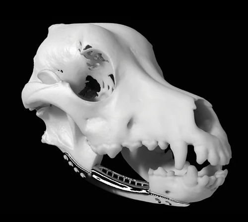 Anatomisches Modell / Kopf - ProModel™ - Planmeca - chirurgisch / für Veterinärmedizin / weiß