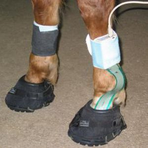 Ganganalysesystem - Hoof™ - Tekscan - für Veterinärmedizin