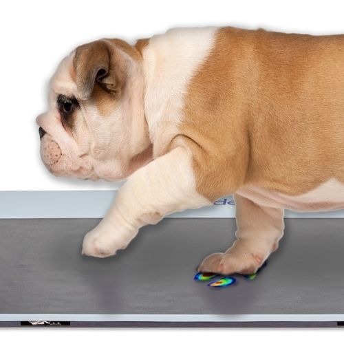 Ganganalysesystem - Walkway™  - Tekscan - für Veterinärmedizin