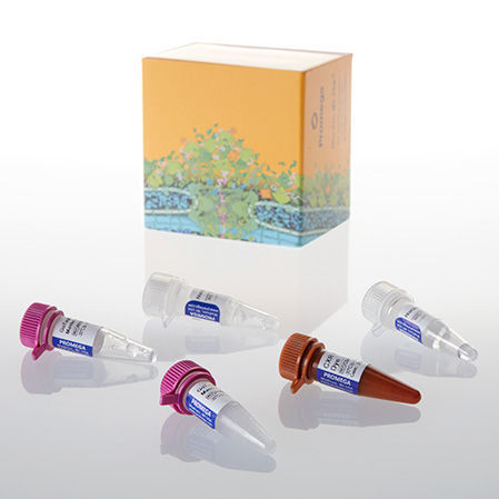 Taq-Polymerase-Reagenz - GoTaq® Probe - Promega France - für Forschungszwecke / Nukleinsäure / für qPCR