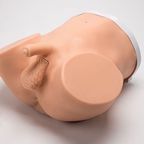 Simulator für Katheterisierung - Advanced ZACK™ S230.200 - Gaumard - für Palpationen / für Prostatauntersuchung / für Vasektomie