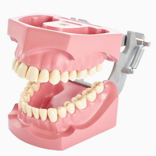 Anatomisches Modell / Zahnfleisch - 860 series - Columbia Dentoform® - Gebiss / für die Ausbildung / mit Gelenk