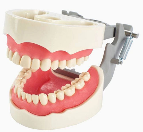 Anatomisches Modell / Gebiss - 1560 series  - Columbia Dentoform® - Zahnfleisch / für die Ausbildung / mit Gelenk