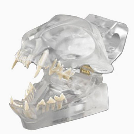 Anatomisches Modell / Gebiss - CTD - Columbia Dentoform® - für die Ausbildung / Hund / mit Gelenk