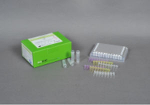 Testkit für Infektionskrankheiten - AccuPower® - Bioneer Corporation - Viren / Influenza A / Nasen-Rachenraum
