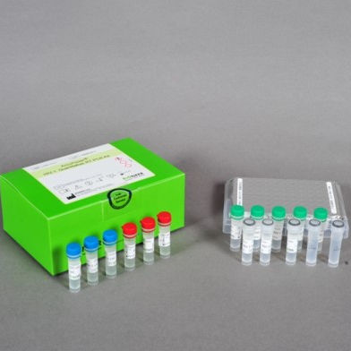 Testkit / Hepatitis C - AccuPower® - Bioneer Corporation - für Infektionskrankheiten / VHC / für Kliniken