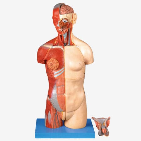Anatomisches Modell / Muskel - GD/A10003 - Shanghai Honglian Medical Instrument - Rumpf / für die Ausbildung / zweigeschlechtlich