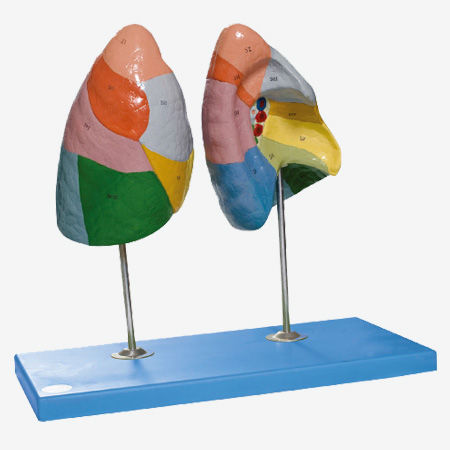 Anatomisches Lungenmodell - GD/A13010 - Shanghai Honglian Medical Instrument - für die Ausbildung