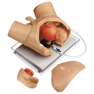 Patientensimulator zur Entwässerung - CLA 6/4 - Coburger Lehrmittelanstalt - für urologische Behandlungen / Kunststoff