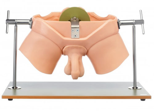 Trainingspuppe für urologische Behandlungen - CLA 6 - Coburger Lehrmittelanstalt - für Palpationen / männlich / Becken