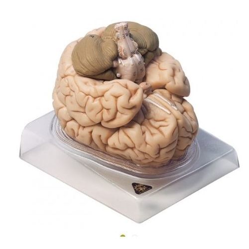 Anatomisches Gehirnmodell - BS 20 - Coburger Lehrmittelanstalt - Kleinhirn / für die Ausbildung
