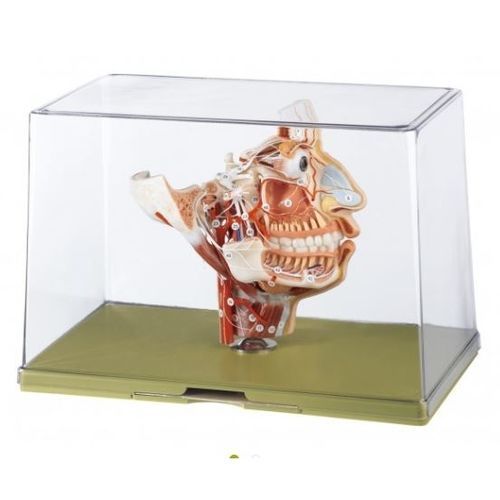 Gesicht anatomisches Modell - BS 16 - Coburger Lehrmittelanstalt - Nerv / Zunge / transparent