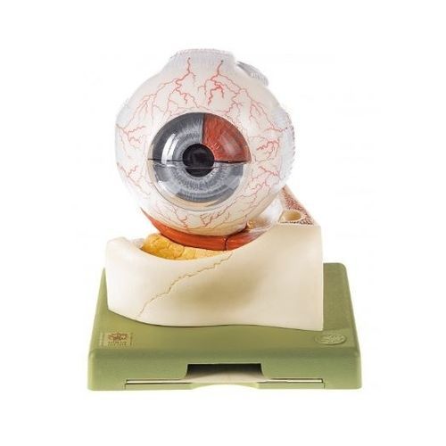 Auge anatomisches Modell - CS 1 - Coburger Lehrmittelanstalt - Ausbildung