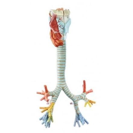 Anatomisches Modell / Larynx - GS 4/1 - Coburger Lehrmittelanstalt - Bronchial / Luftröhre / Schilddrüse