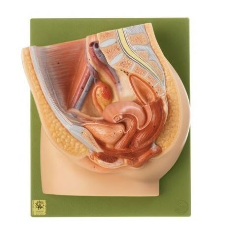 Anatomisches Modell / Rektum - MS 1 - Coburger Lehrmittelanstalt - Blase / Ausbildung / weiblich