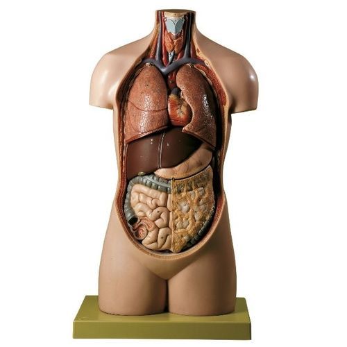 Anatomisches Modell / Rumpf - AS 11/E - Coburger Lehrmittelanstalt - Ausbildung