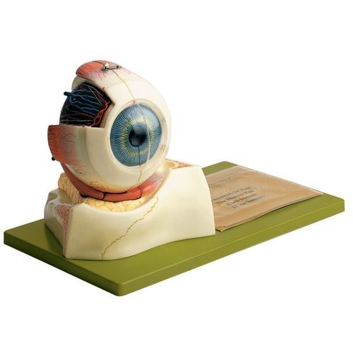 Auge anatomisches Modell - CS 10 - Coburger Lehrmittelanstalt - Rippe / Ausbildung