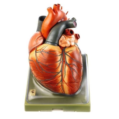 Anatomisches Herzmodell - HS 1 - Coburger Lehrmittelanstalt - Vena-Cava / Herzbeutel / Ausbildung