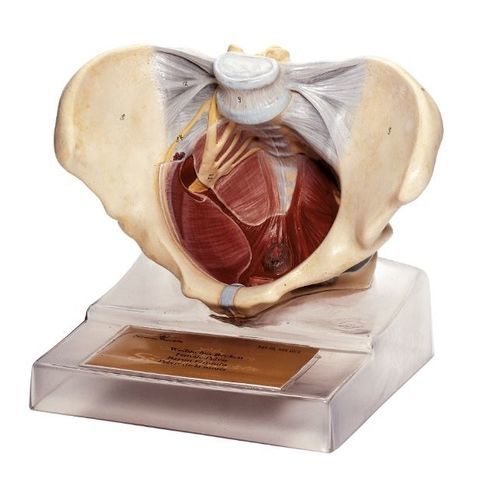 Anatomisches Modell / Beckenboden - MS 10 - Coburger Lehrmittelanstalt - Ausbildung / transparent