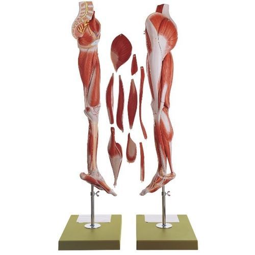 Anatomisches Modell / Gesäß - NS 10 - Coburger Lehrmittelanstalt - Bein / Oberschenkelknochen / Muskel