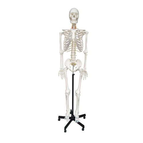 Anatomisches Skelettmodell - Wellden International Inc. - Ganzkörper / für die Ausbildung / Erwachsene