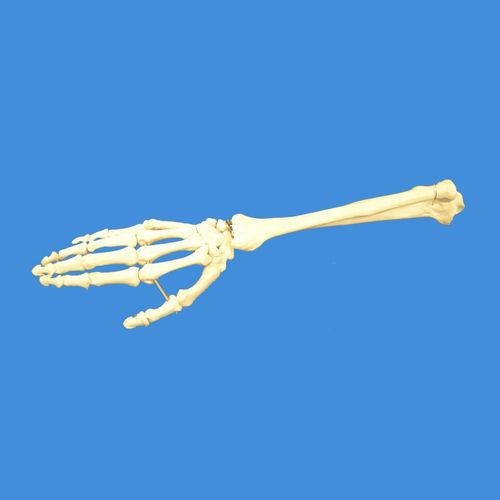 Anatomisches Modell / Hand - Wellden International Inc. - Skelett / Radius / Handgelenk