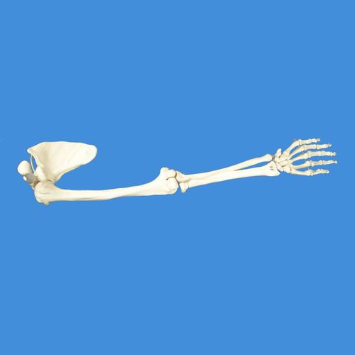 Anatomisches Skelettmodell - Wellden International Inc. - Gelenk / Hand / Schulter