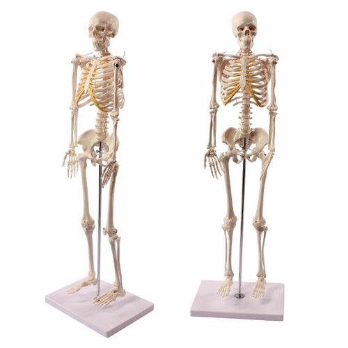 Anatomisches Skelettmodell - Wellden International Inc. - Ganzkörper / für die Ausbildung / Erwachsene