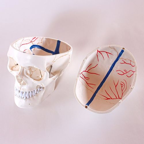 Anatomisches Schädelmodell - Wellden International Inc. - Kopf / für die Ausbildung / mit Blutgefäßen