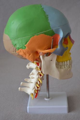 Anatomisches Schädelmodell - Wellden International Inc. - Arterie / Kopf / Halswirbelsäule