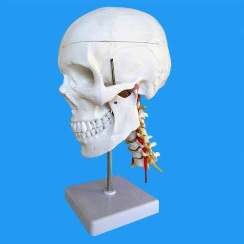 Anatomisches Schädelmodell - Wellden International Inc. - Arteria basilaris / Halswirbelsäule / Zahn