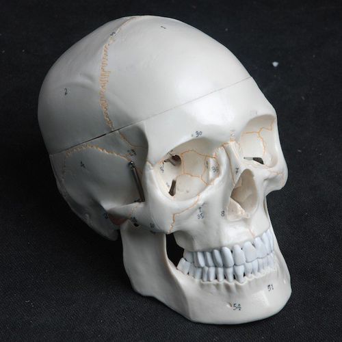 Anatomisches Schädelmodell - Wellden International Inc. - Kopf / Zahn / für die Ausbildung