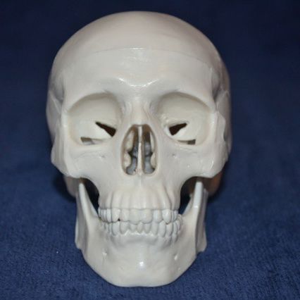 Anatomisches Schädelmodell - Wellden International Inc. - für die Ausbildung / Kunststoff / weiß