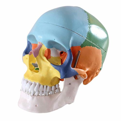 Anatomisches Modell / Knochen - Wellden International Inc. - Schädel / für die Ausbildung / mit Gelenk