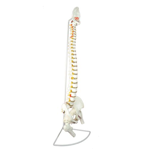 Anatomisches Modell / Wirbelsäule - Wellden International Inc. - für die Ausbildung / mit Nerven / weiß