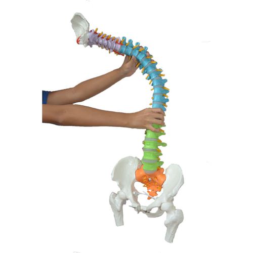 Anatomisches Modell / Wirbelsäule - Wellden International Inc. - Becken / für die Ausbildung / mit Nerven