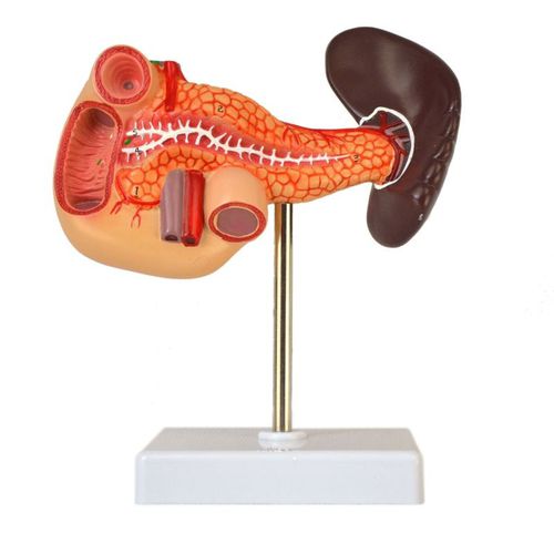 Anatomisches Modell / Zwölffingerdarm - Wellden International Inc. - Bauchspeicheldrüse / Milz / für die Ausbildung