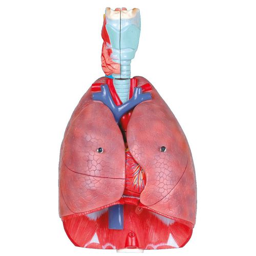 Anatomisches Herzmodell - Wellden International Inc. - Speiseröhre / Atemwege / für die Ausbildung