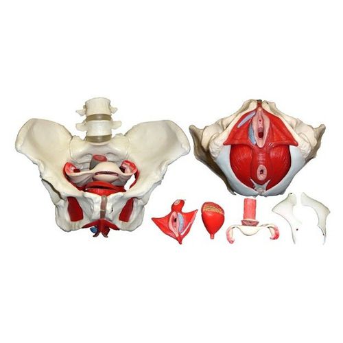 Anatomisches Modell / Becken - Wellden International Inc. - Gynäkologie / für die Ausbildung / weiblich