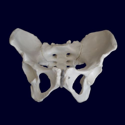 Anatomisches Modell / Becken - Wellden International Inc. - Kreuzbein / für die Ausbildung / weiblich