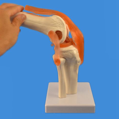 Anatomisches Modell / Gelenk - Wellden International Inc. - Knie / Oberschenkelknochen / Tibia