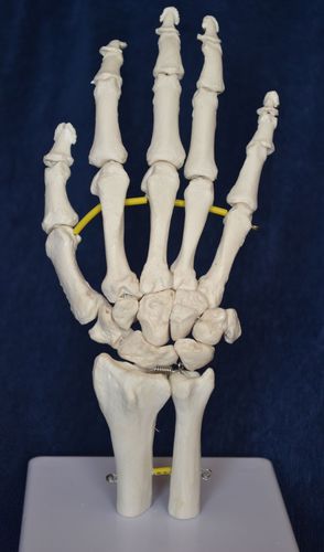 Anatomisches Skelettmodell - Wellden International Inc. - Hand / für die Ausbildung / weiß