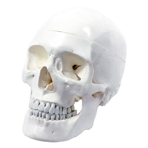 Anatomisches Schädelmodell - Wellden International Inc. - Kopf / für die Ausbildung / weiß